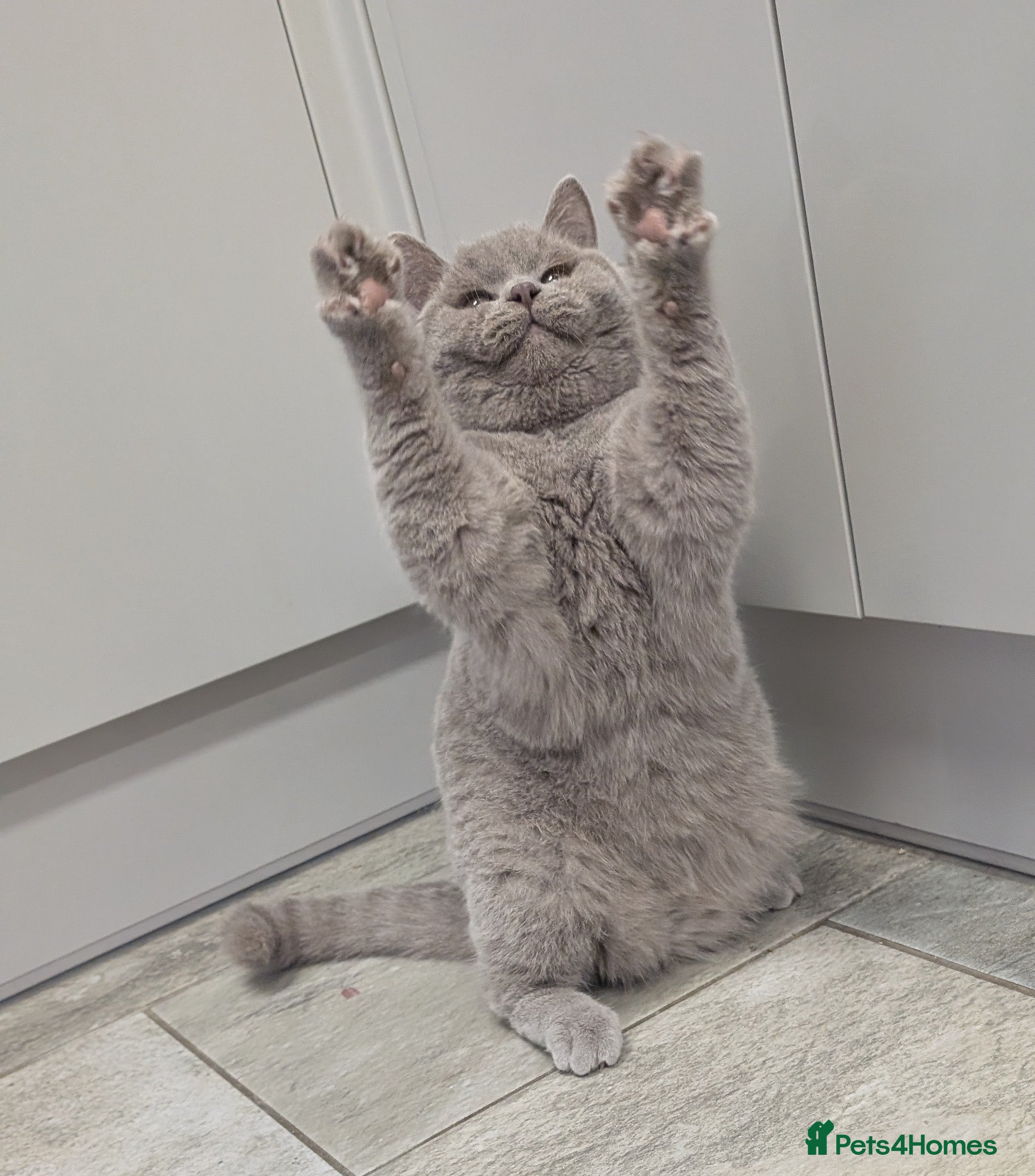 British Shorthair cats Amazing loving British shorthair kittens  - Advert 9