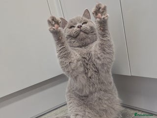 British Shorthair cats Amazing loving British shorthair kittens - Advert 9