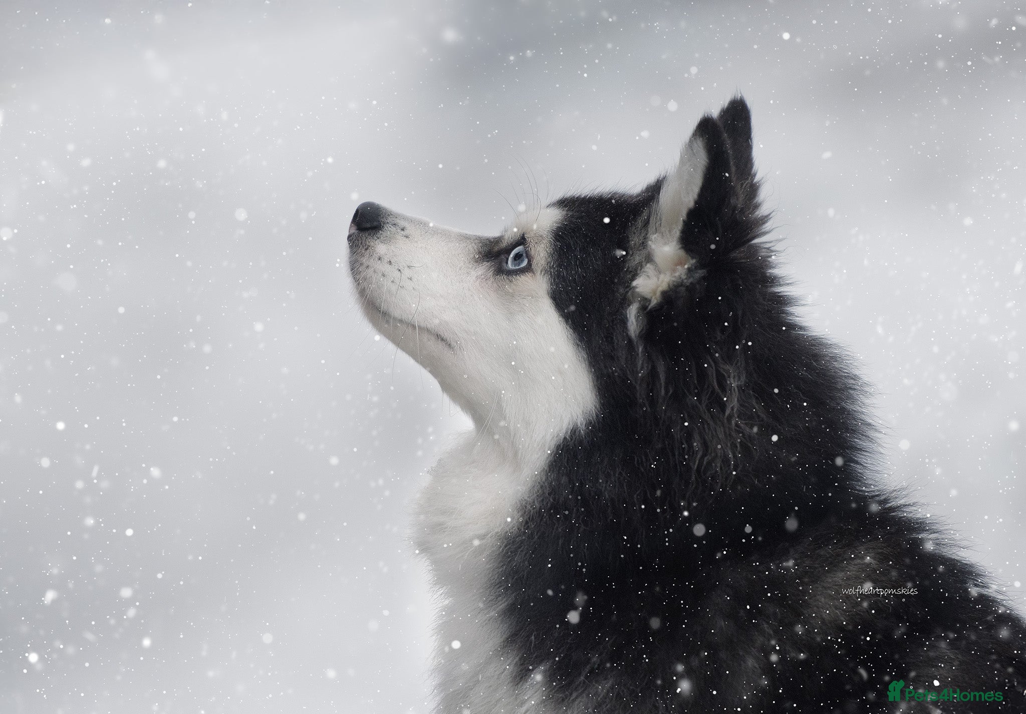 Alaska
