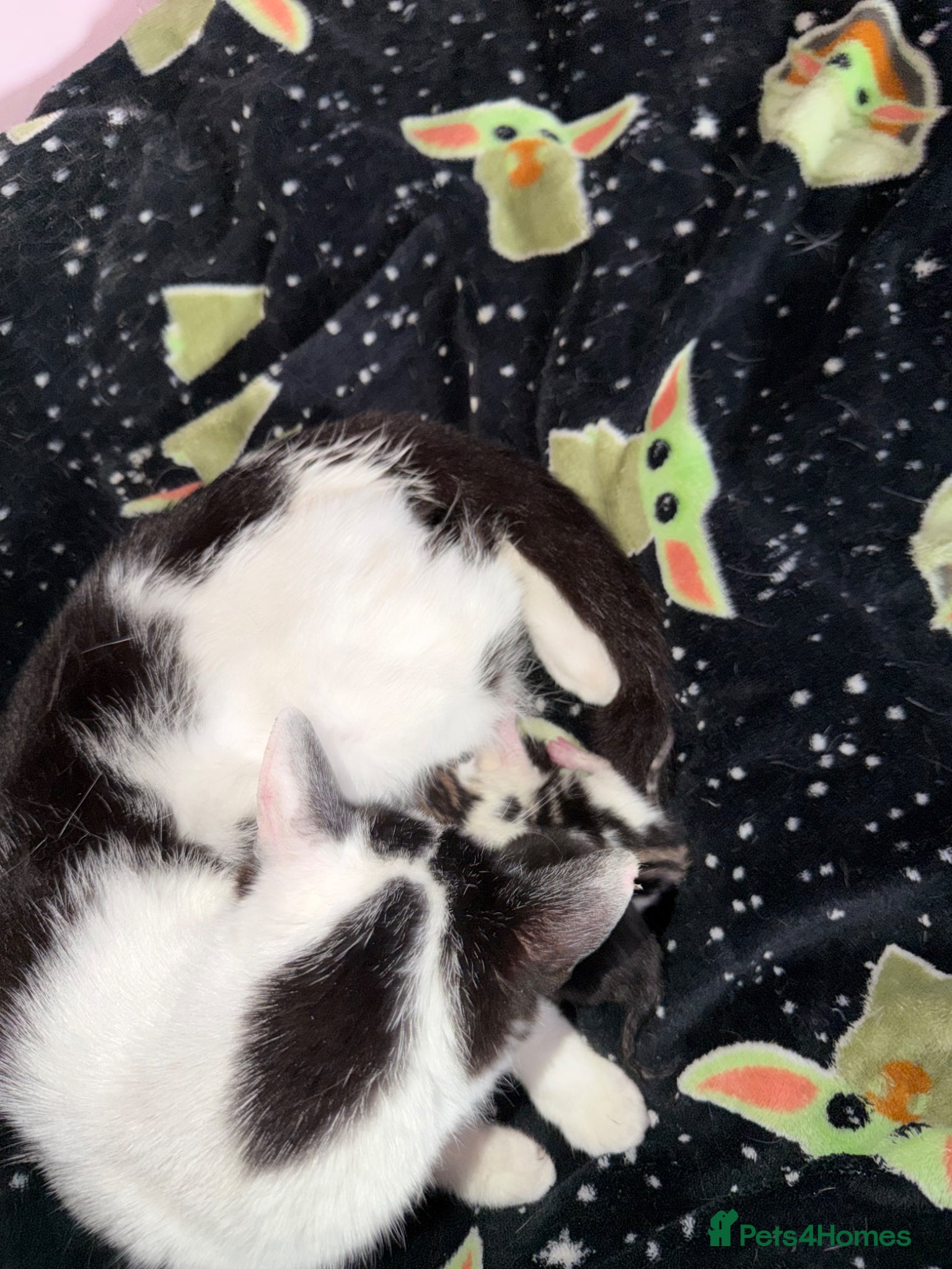 Mixed Breed cats 2 little kittens looking for a loving home forlife - Advert 2