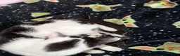 Mixed Breed cats for sale: 2 little kittens looking for a loving home forlife - Advert 1
