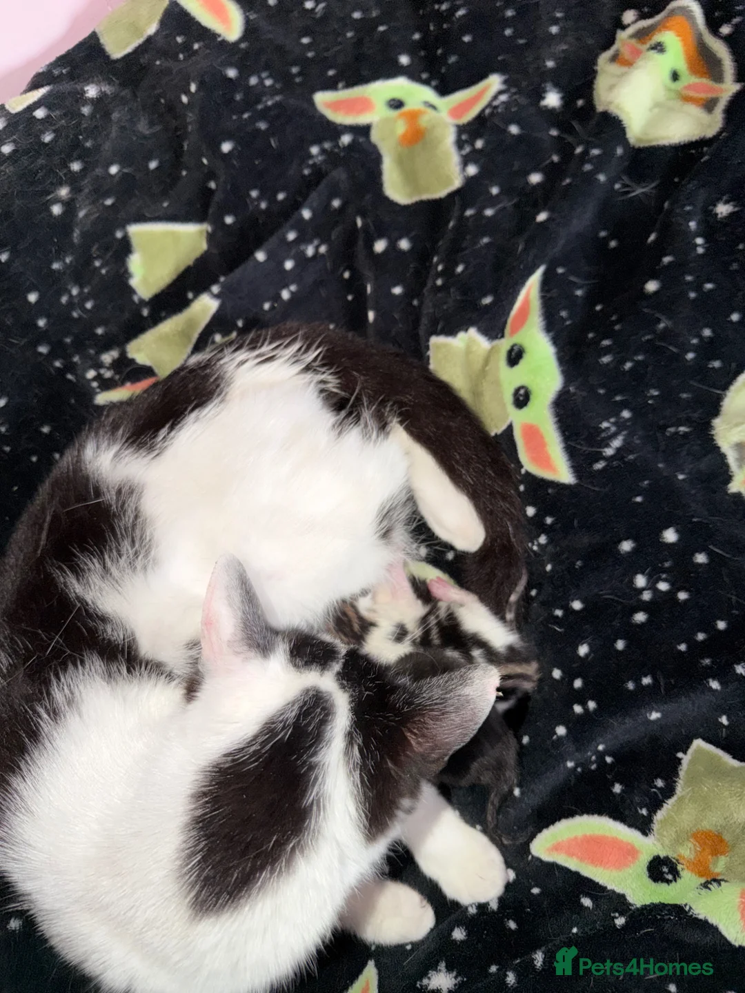 Mixed Breed cats for sale: 2 little kittens looking for a loving home forlife - Advert 1