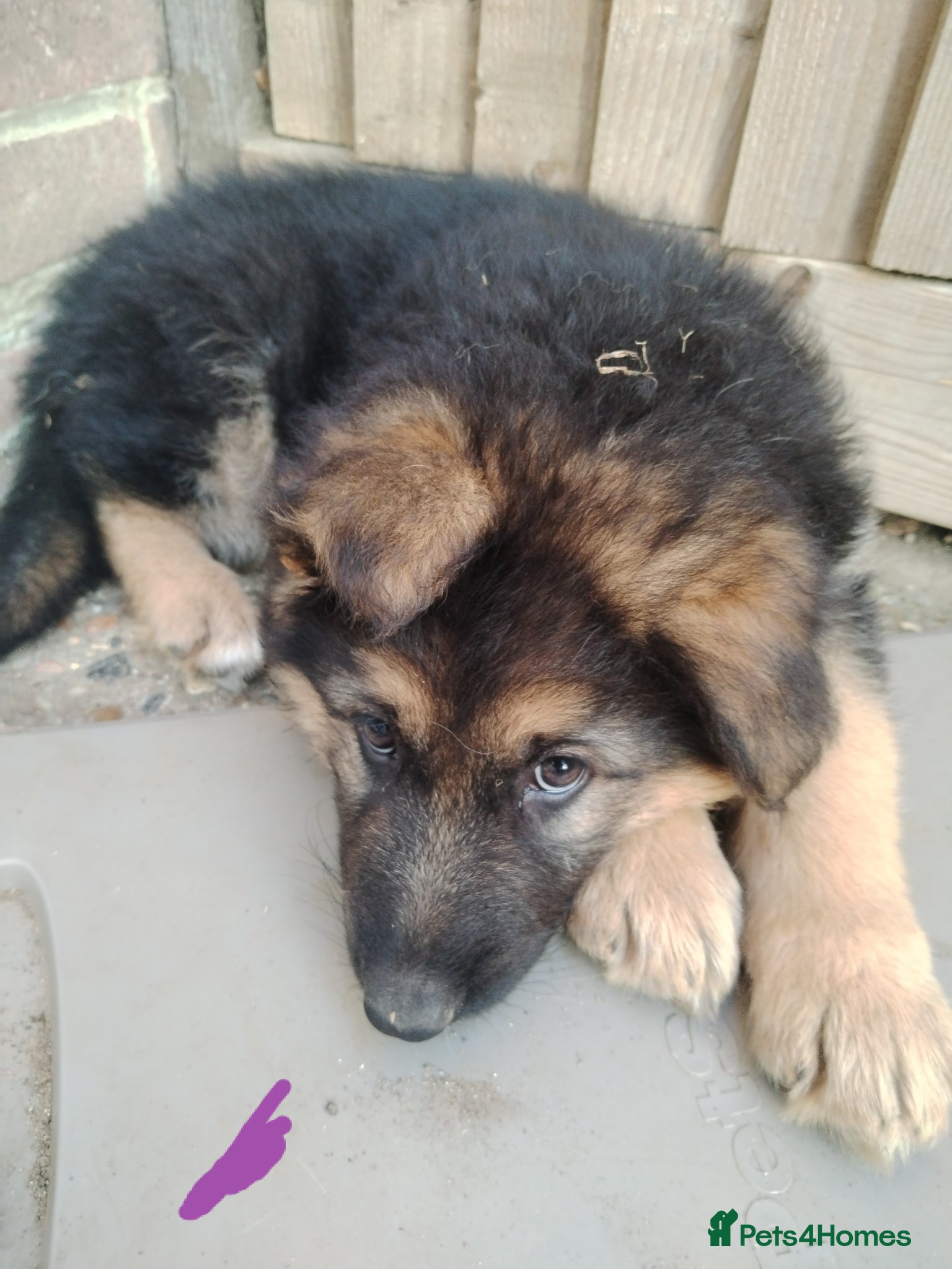 German Shepherd dogs Ready to go 2 Girls German Shepherd puppies  - Advert 10