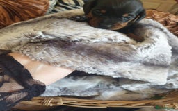 Dachshund dogs for sale: Adorable Mini Dachshund Puppies for Loving Homes.  - Image 2