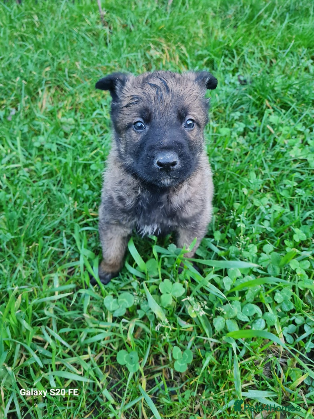 Belgian Shepherd Dog dogs for sale: Chunky malinois puppies looking for new home!!! - Advert 7