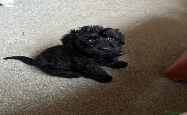 Mixed Breed dogs Poodle mix **1 fluffy boy left ** - Advert 11
