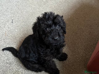 Mixed Breed dogs Poodle mix **1 fluffy boy left ** - Advert 15