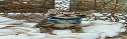 Bengal cats for sale: ❤️ Gorgeous Pure Bengal Babies! ❤️ - Advert 20