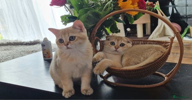 Scottish Fold cats - Advert 1
