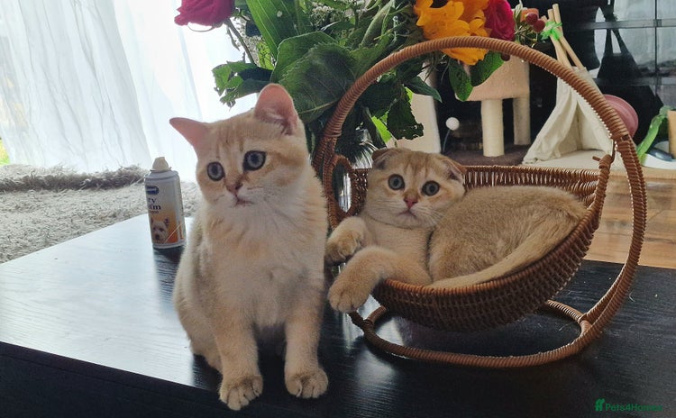 Scottish Fold cats - Advert 3