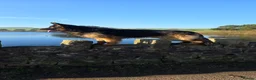 Mixed Breed dogs for sale: Bernedoodle/GSD - Stunning Cross - Advert 13