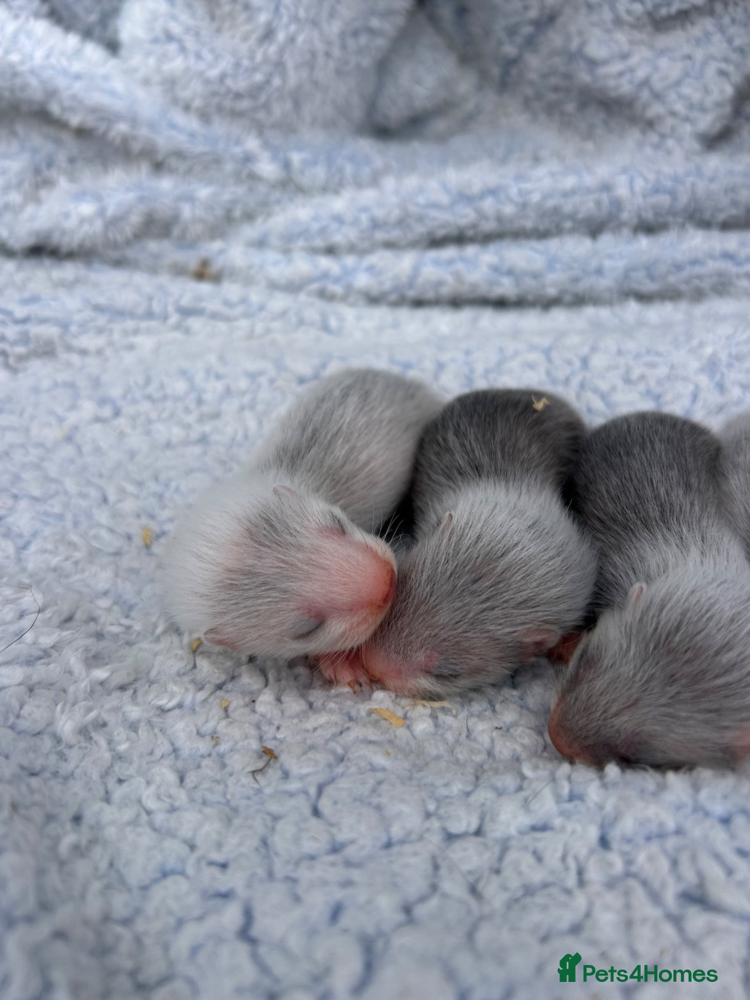 Ferret rodents for sale: Silver/marked semi angora ferrets.Ready in 4/5week - Advert 4