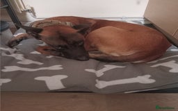 Belgian Shepherd Dog dogs for sale: 2 year old belguim shepard - Image 2