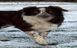 Border Collie dogs for sale: Beautiful border collie puppies available!  - Advert 5