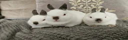 Netherland Dwarf rabbits for sale: Pointed white Himalayan netherland dwarfs  - Advert 2