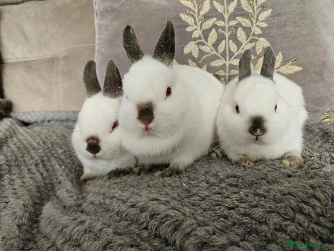 Netherland Dwarf rabbits for sale: Pointed white Himalayan netherland dwarfs  - Advert 2
