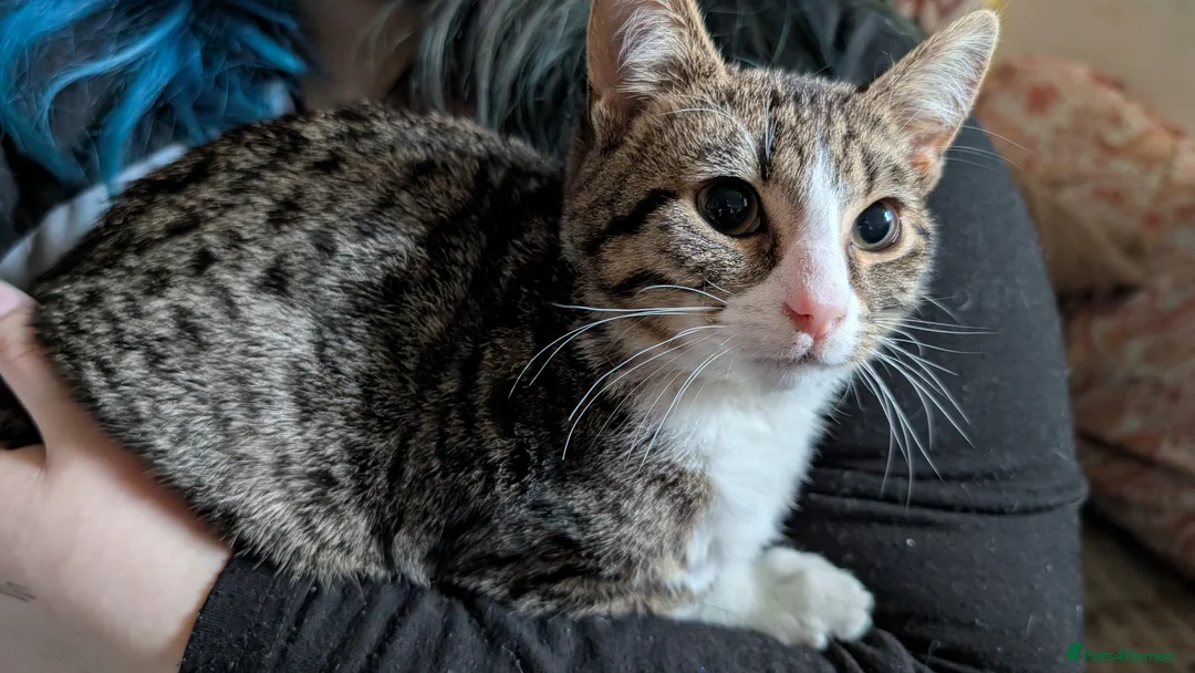 Mixed Breed cats for sale: Need rehoming ASAP - Advert 1