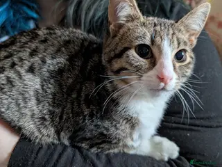 Mixed Breed cats Need rehoming ASAP - Advert 1