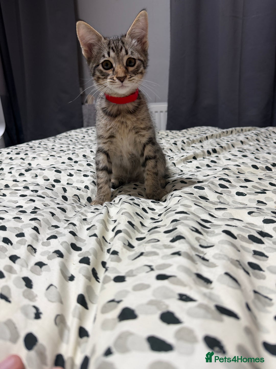 Mixed Breed cats for sale: Savannah X Siamese Kittens - Advert 6