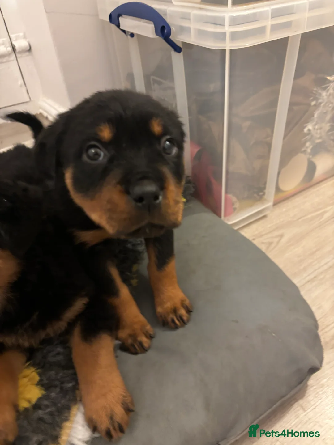 Rottweiler dogs for sale: 🐾🐶 beautifulRottweiler puppies 3 Girls Left🐶🐾 - Advert 23