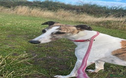 Greyhound dogs for sale: Greyhound boy Hulk  - Image 4