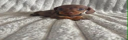 Miniature Dachshund dogs for sale: KC MINIATURE DACHSHUND PUPPIES  - Advert 20