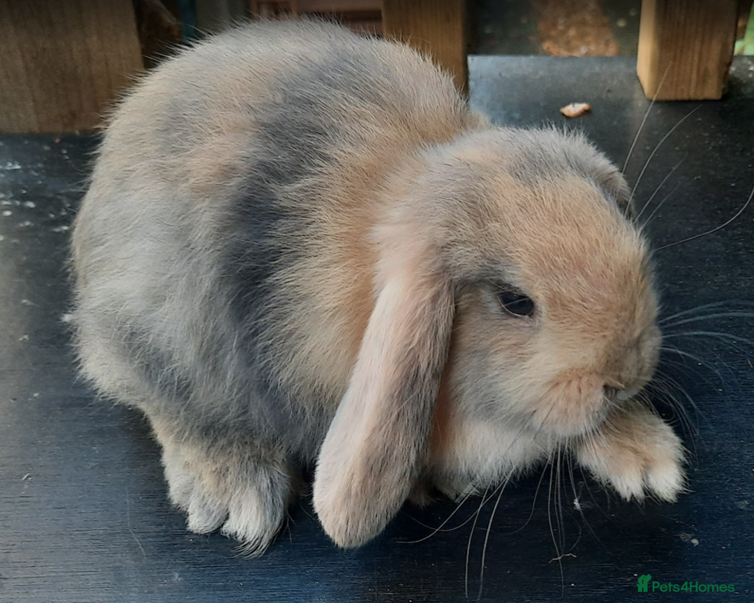 Mini Lop rabbits for sale: 4 mini lop baby rabbits - Image 6