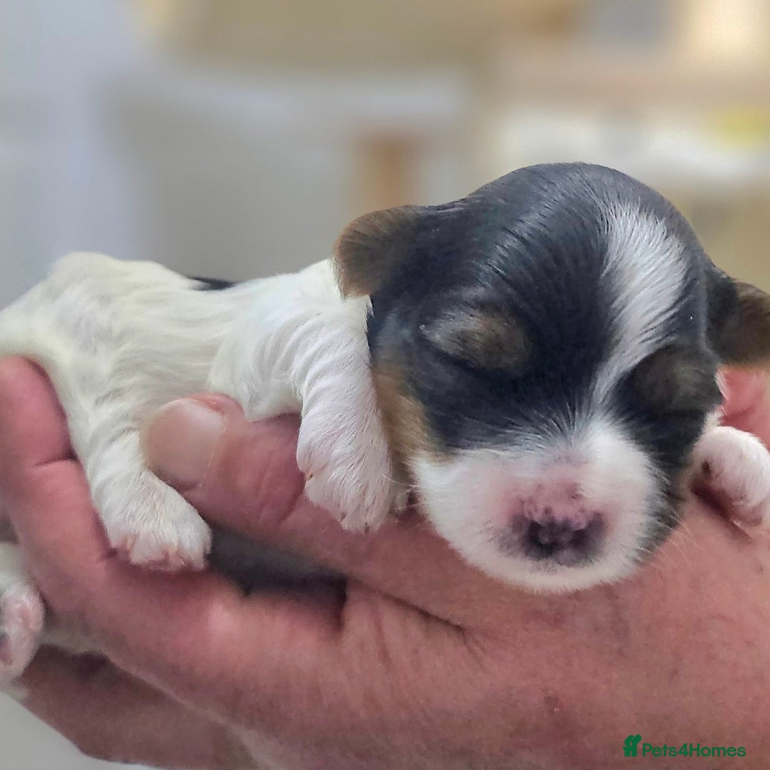 Yorkshire Terrier dogs for sale: Two beautiful Yorkshire Terrier (Biewer) puppies - Advert 27