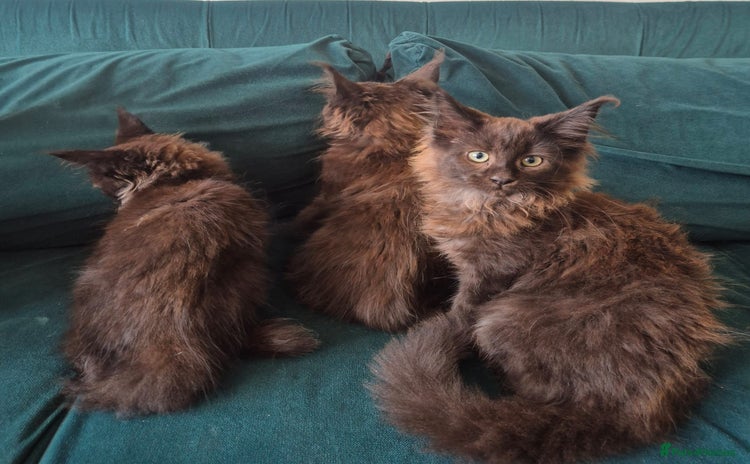 Maine Coon cats - Advert 10