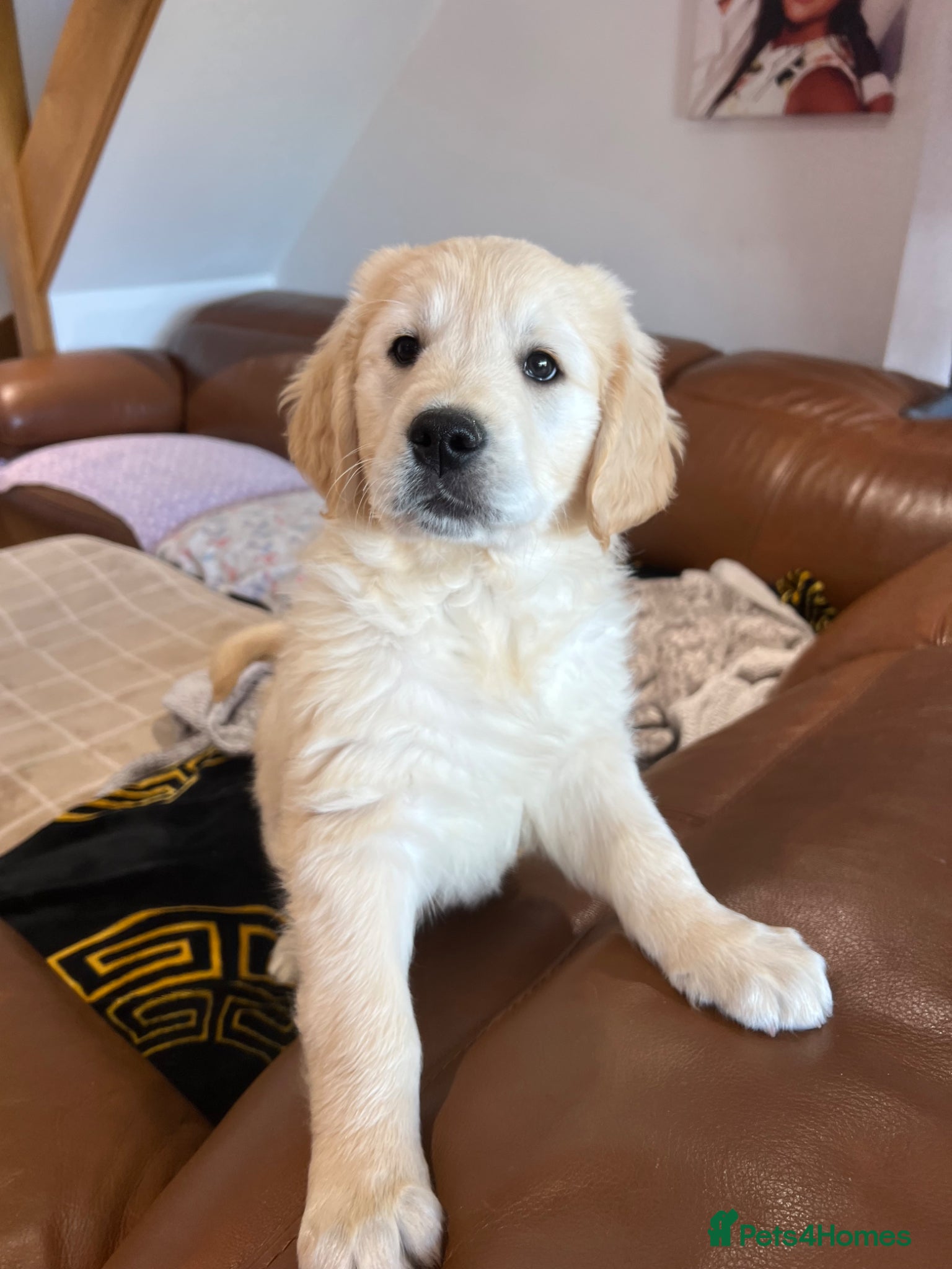 Golden Retriever dogs *READY NOW! SHOW QUALITY KC REG GOLDEN RETRIEVERS* - Advert 5