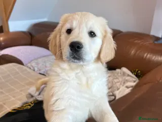 Golden Retriever dogs *READY NOW! SHOW QUALITY KC REG GOLDEN RETRIEVERS* - Advert 5