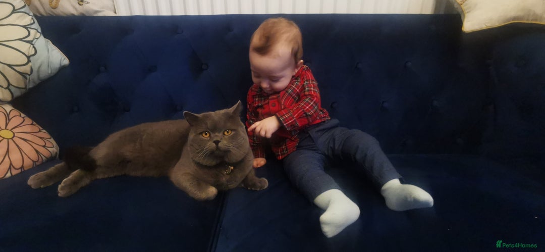 British Shorthair cats for stud: British for stud in Hinckley - Image 3