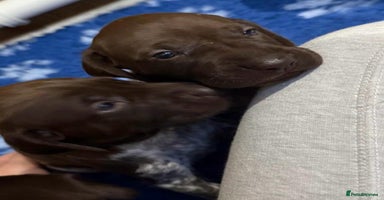 German Shorthaired Pointer dogs - Advert 11