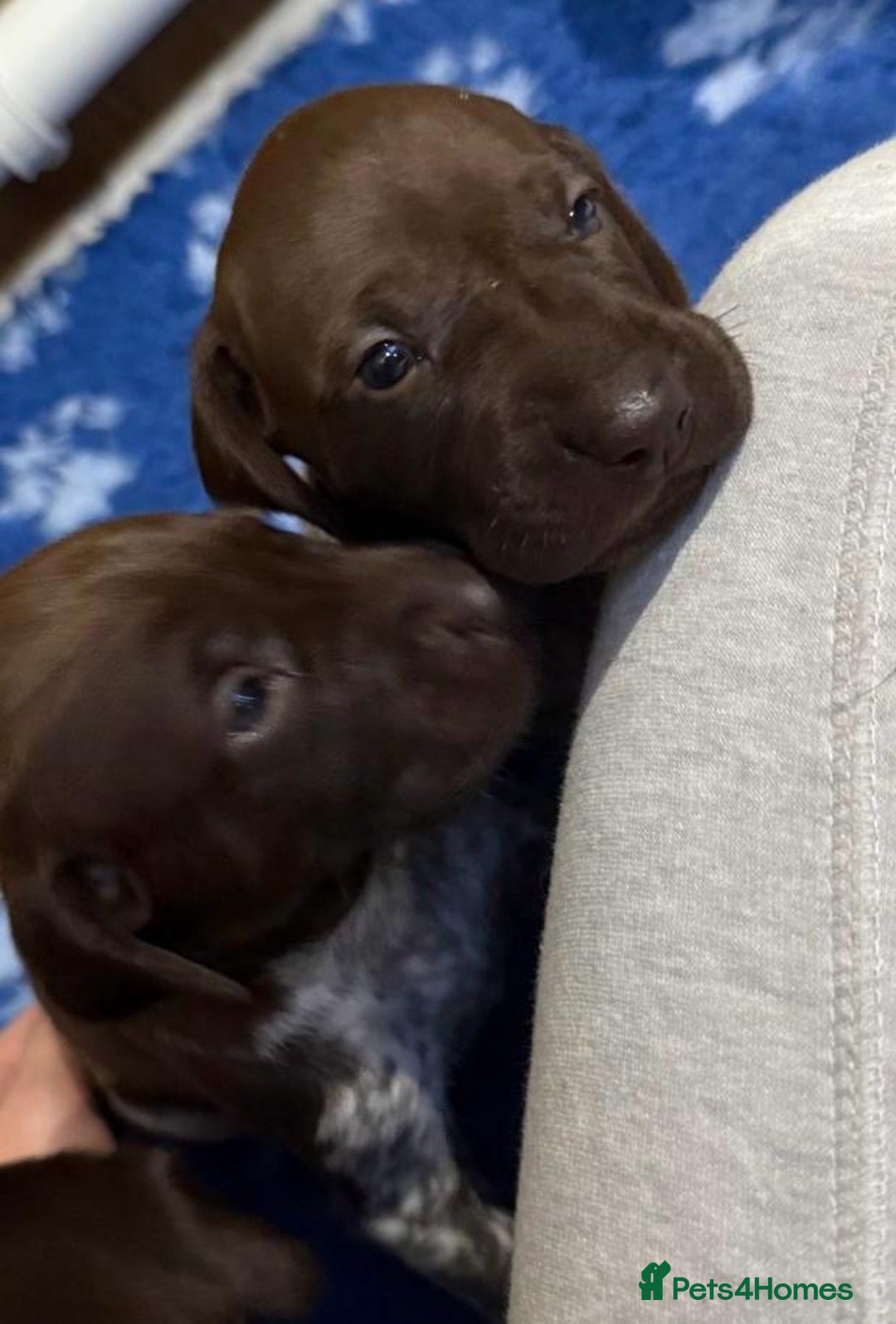 German Shorthaired Pointer dogs for sale: Gorgeous litter of German Shorthair puppies - Image 4