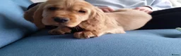 Cocker Spaniel dogs for stud: Lemongrass Cocker spaniel pet for stud. in Cullompton - Advert 9