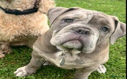 Olde English Bulldogge dogs for sale: Dior the Olde English Bulldogge - Image 5