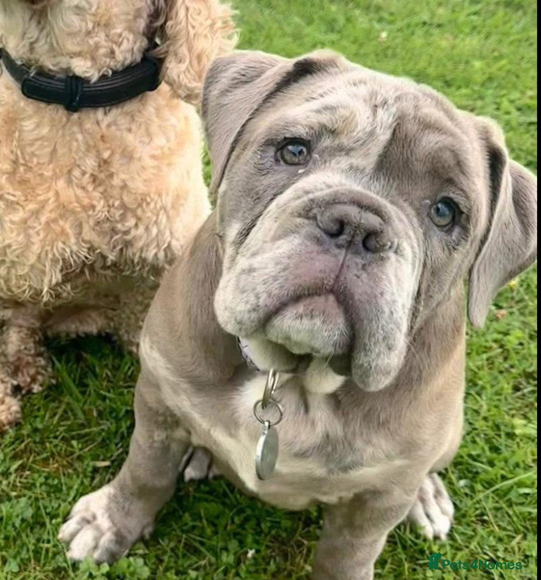 Olde English Bulldogge dogs for sale: Dior the Olde English Bulldogge - Image 5