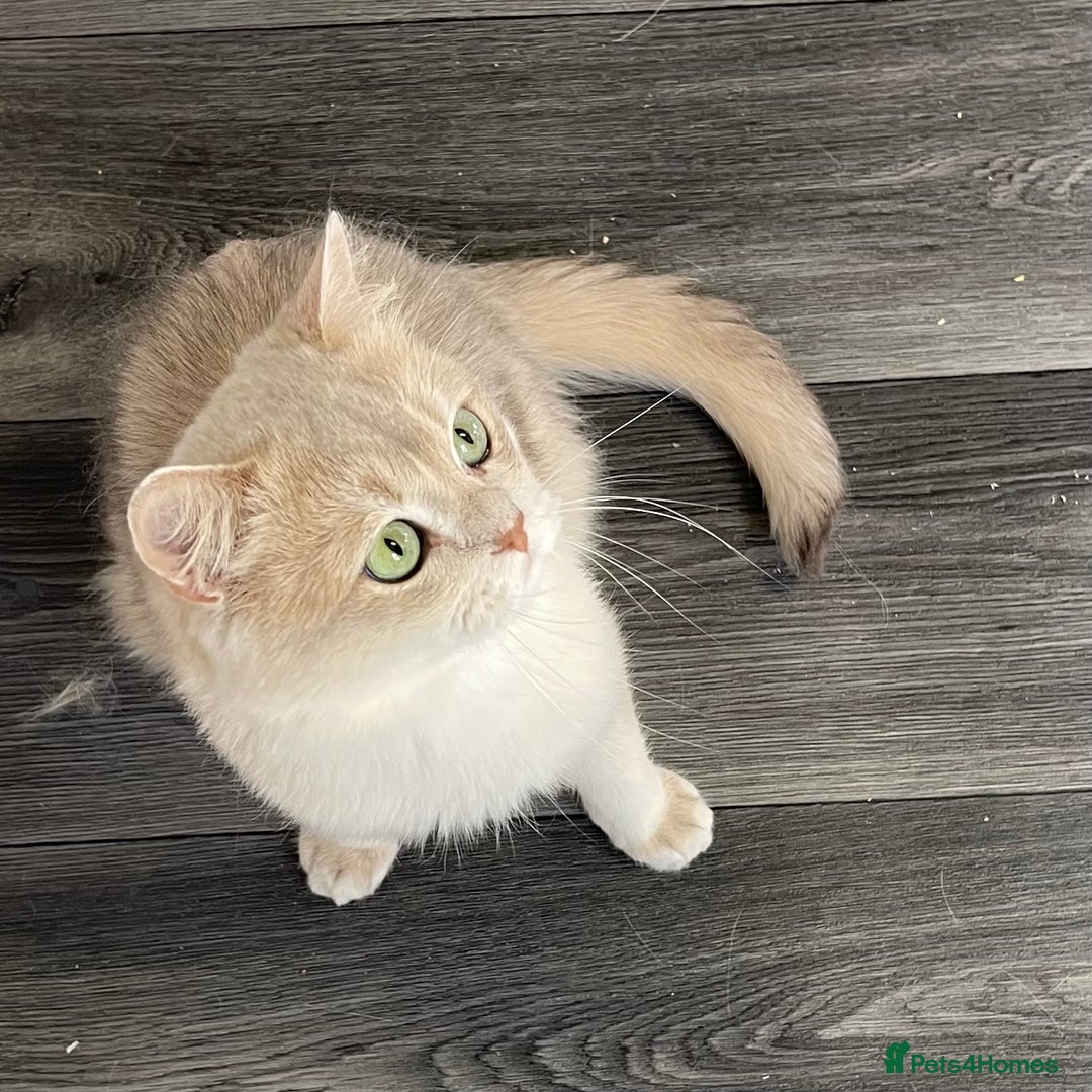British Shorthair cats for sale: Active Blue Golden Tipped British Shorthair MARCUS - Image 10
