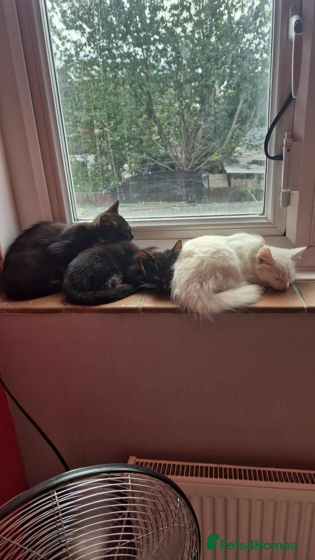 Mixed Breed cats for sale: X2 black and white 10 week old female kittens  - Image 10