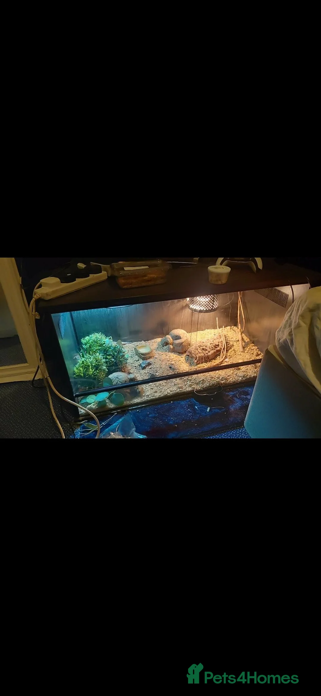 Leopard Gecko reptiles for sale: Leopard Gecko with full set up  in Stockport - Advert 3