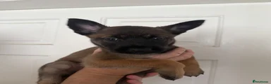 Belgian Shepherd Dog 4