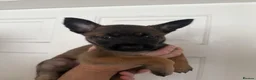 Belgian Shepherd Dog dogs for sale: Belgian malanois pups  - Advert 2