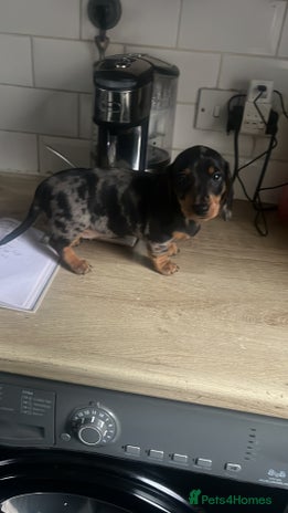 Dachshund dogs - Advert 8