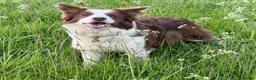 Border Collie dogs for sale: Red Tricolour, chocolate &White Border Collie - Advert 3