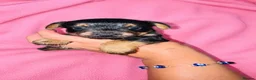 Yorkshire Terrier dogs for sale: Beautiful Yorkshire terrier puppies 🐶  in Poole - Advert 26