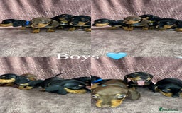 Miniature Dachshund dogs for sale: 🐾KC Reg Miniature Dachshund - READY NOW! 1 LEFT! - Image 5