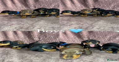 Miniature Dachshund dogs - Advert 3