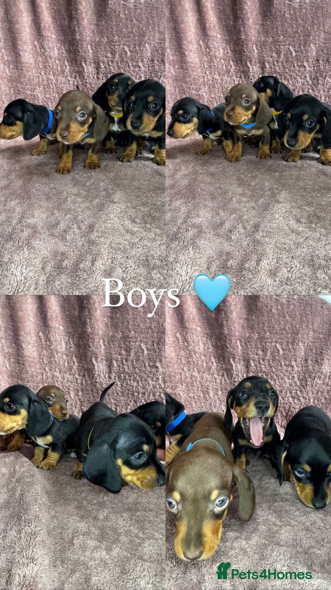 Miniature Dachshund dogs for sale: 🐾KC Reg Miniature Dachshund - READY NOW! 1 LEFT! - Image 5