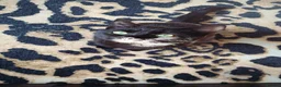 Mixed Breed cats for sale: Female cat  - Advert 1