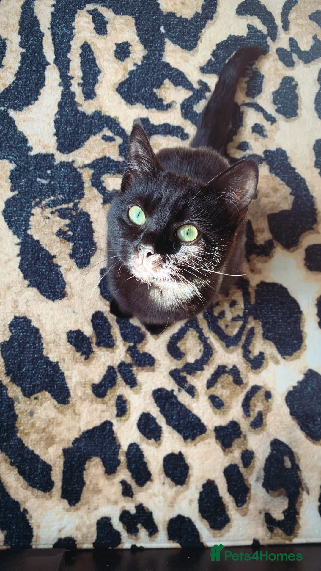 Mixed Breed cats for sale: Female cat  - Advert 1